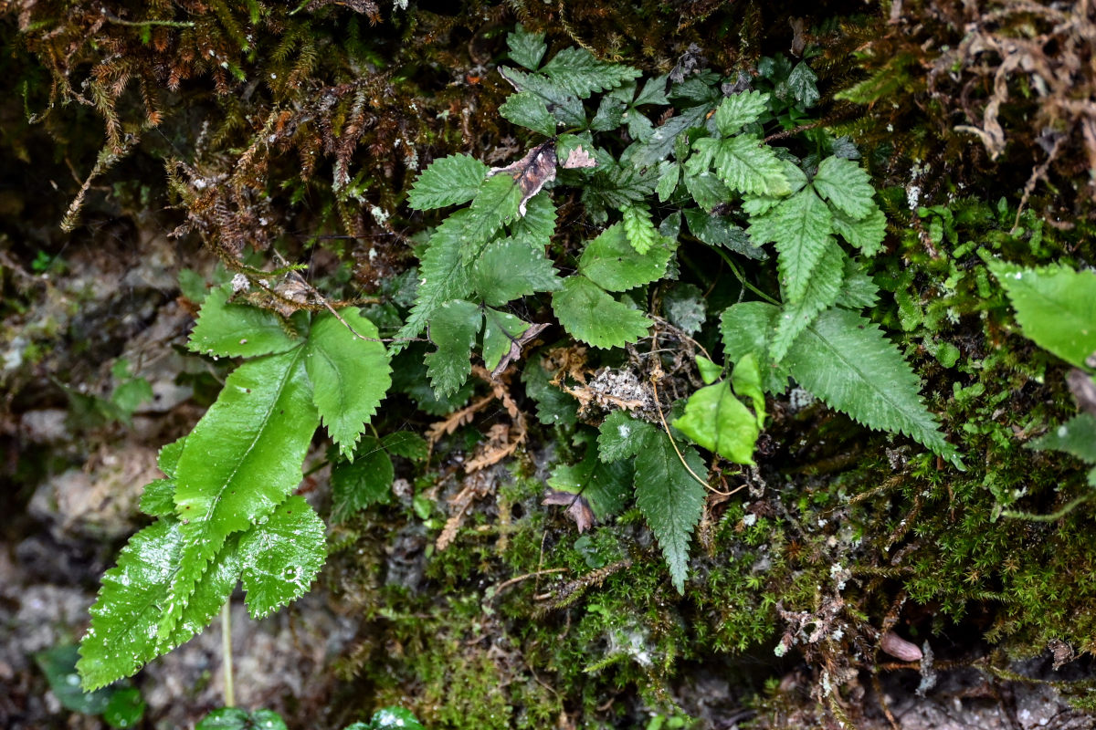 Image of Pteris deltodon specimen.
