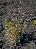 семейство Poaceae