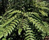 Mahonia × media. Верхняя часть ветви с плодами. Крым, Южный Берег, Никитский ботанический сад, в культуре. 06.04.2024.