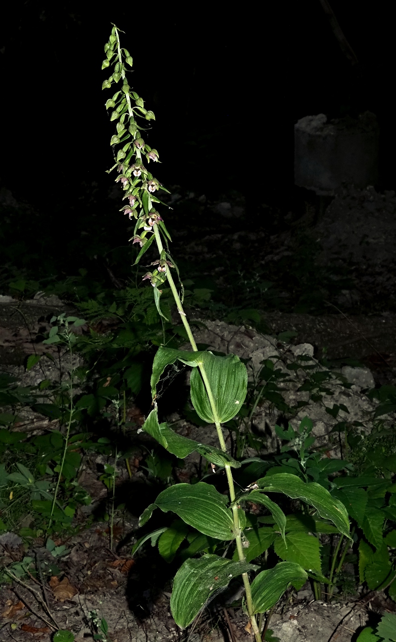 Image of Epipactis helleborine specimen.
