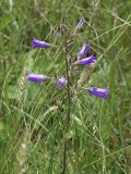 Campanula sibirica. Верхушка цветущего растения. Ростовская обл., Октябрьский р-н, окр. пос. Заречный. 31.05.2009.