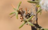 семейство Chenopodiaceae