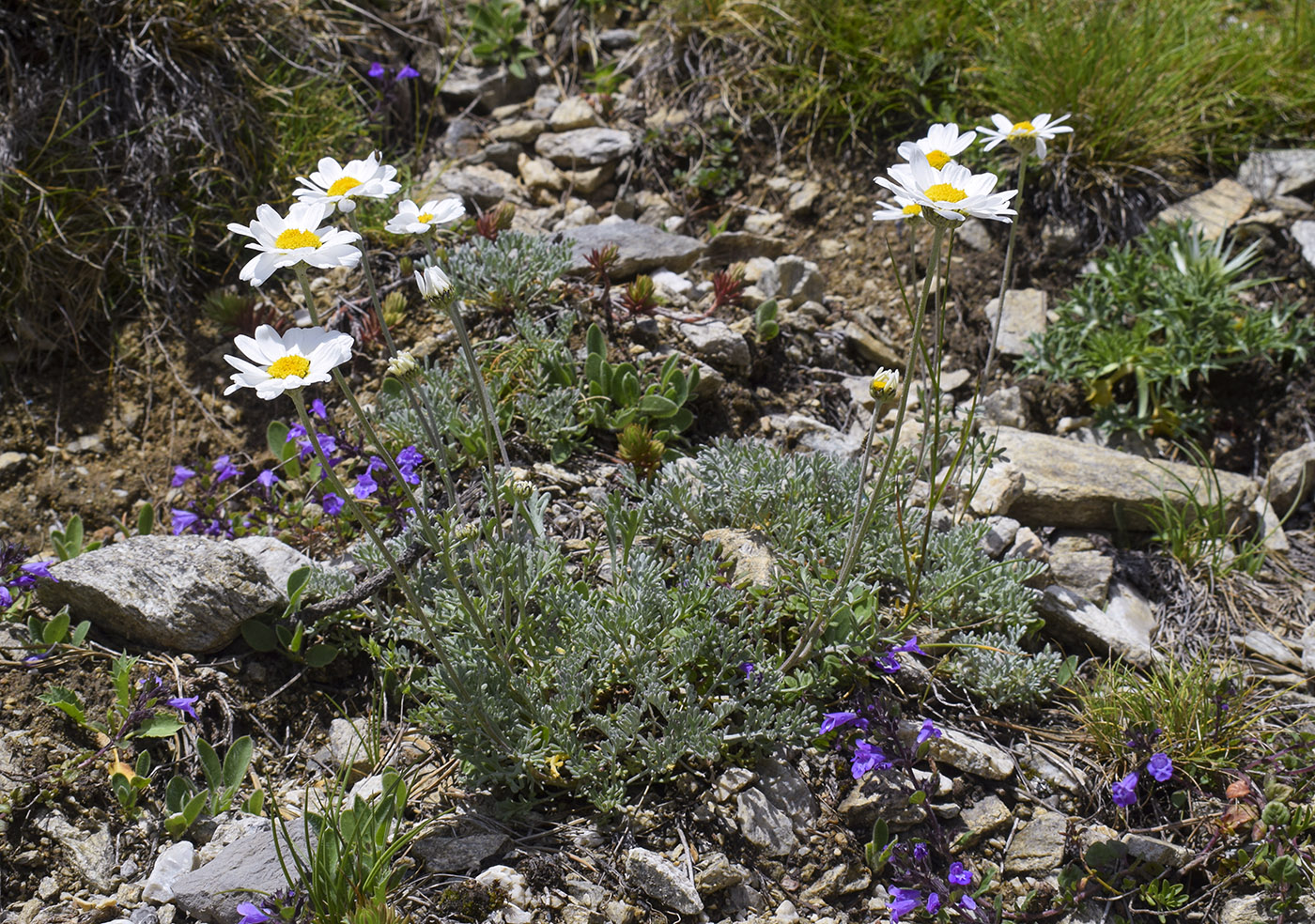 Image of Anthemis carpatica specimen.