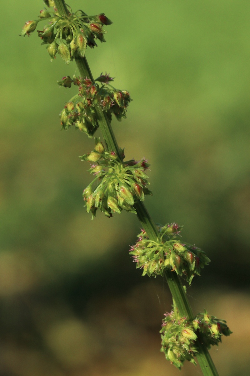 Image of Rumex sylvestris specimen.