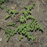 Herniaria polygama