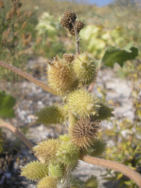 Изображение особи Xanthium orientale.