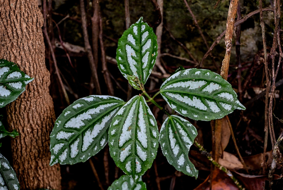 Image of Pilea cadierei specimen.