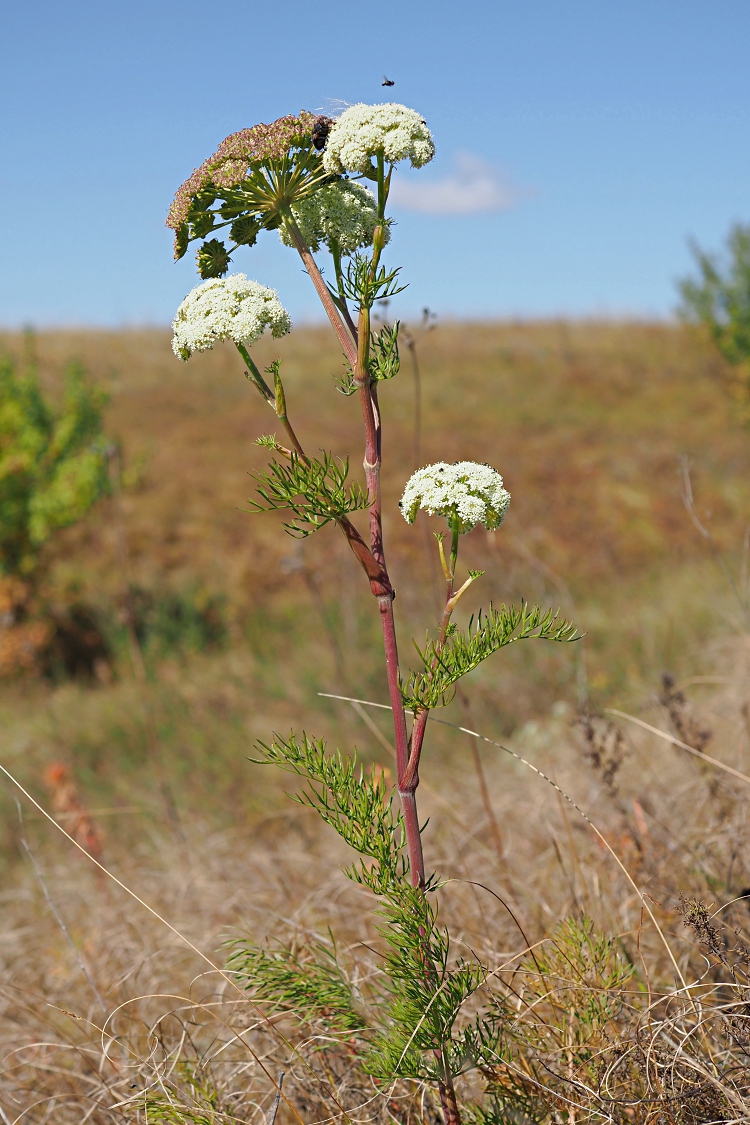 Image of Seseli annuum specimen.