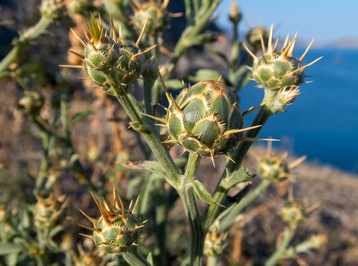 Image of Centaurea salonitana specimen.