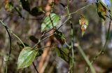Smilax excelsa
