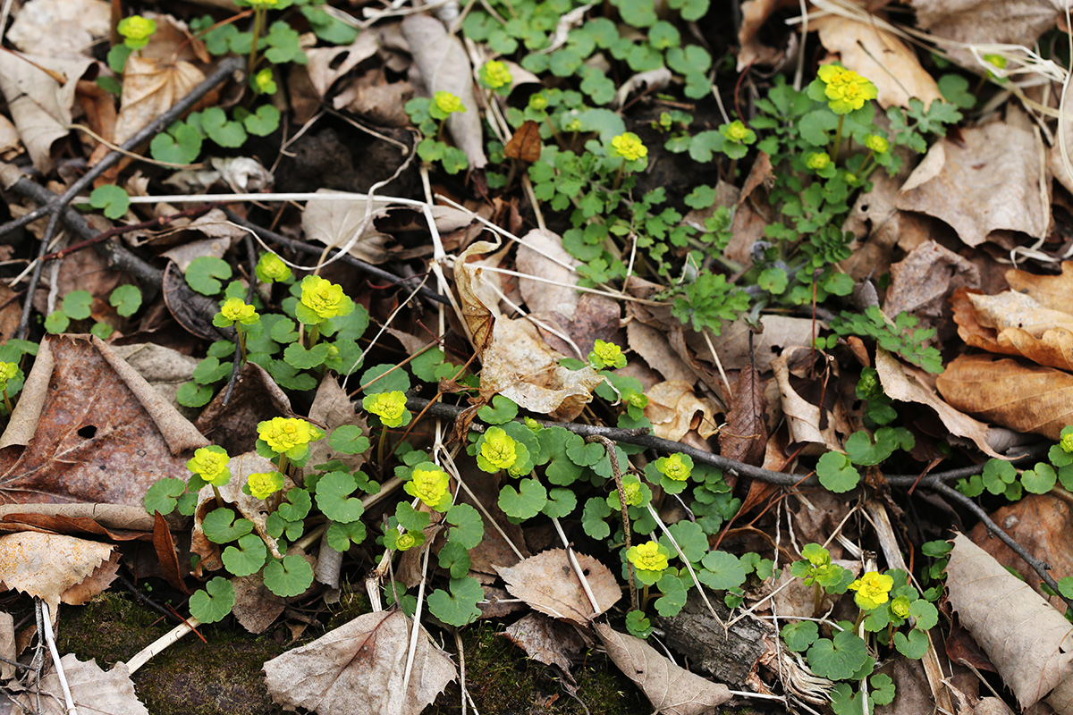 Изображение особи Chrysosplenium sibiricum.