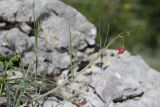 Фото Lathyrus setifolius