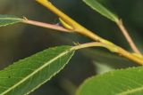 Salix pentandra. Основание листа (видны желёзки). Ленинградская обл., окр. пос. Большая Ижора, побережье Финского залива, песчаный береговой вал. 15.09.2024.