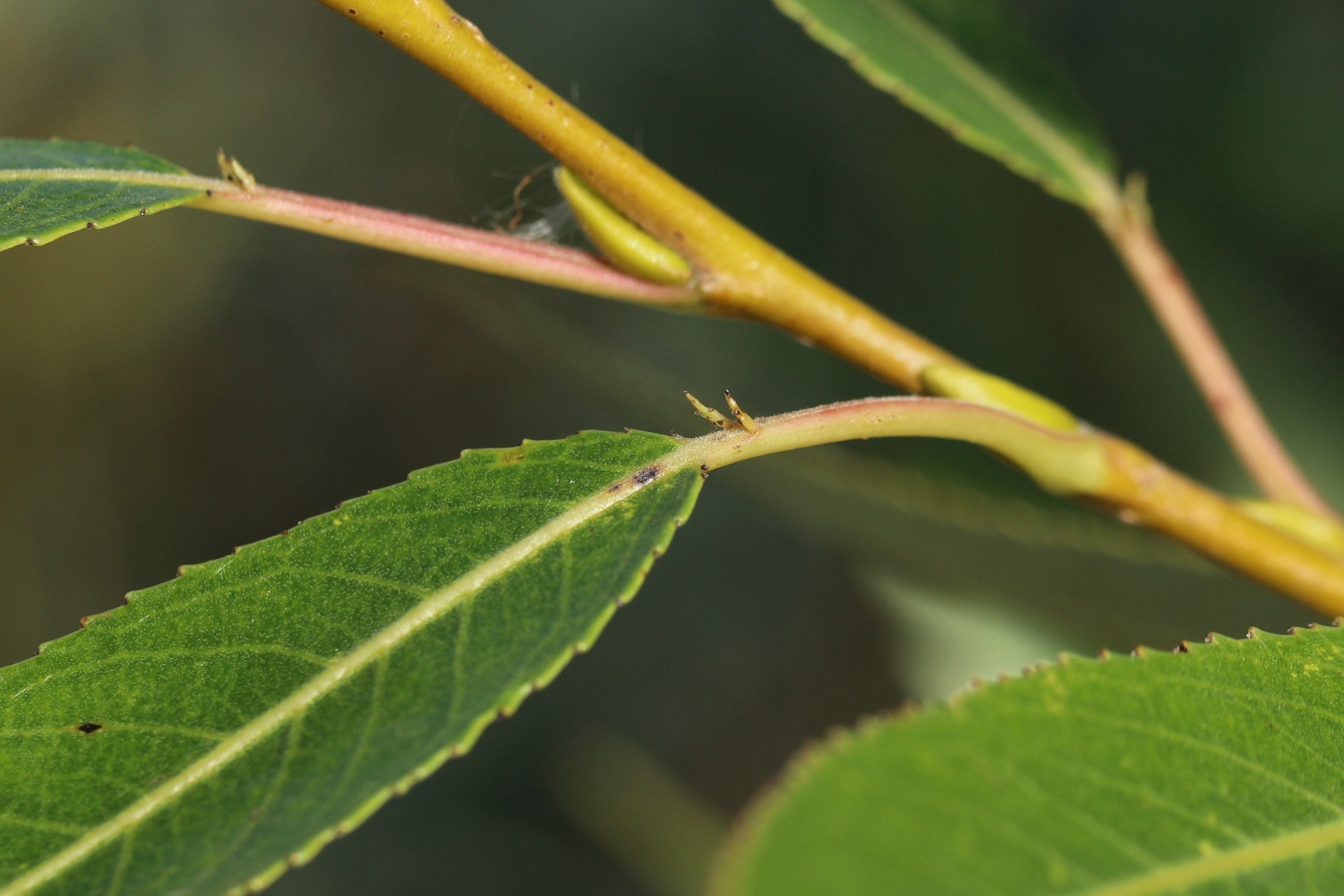 Изображение особи Salix pentandra.