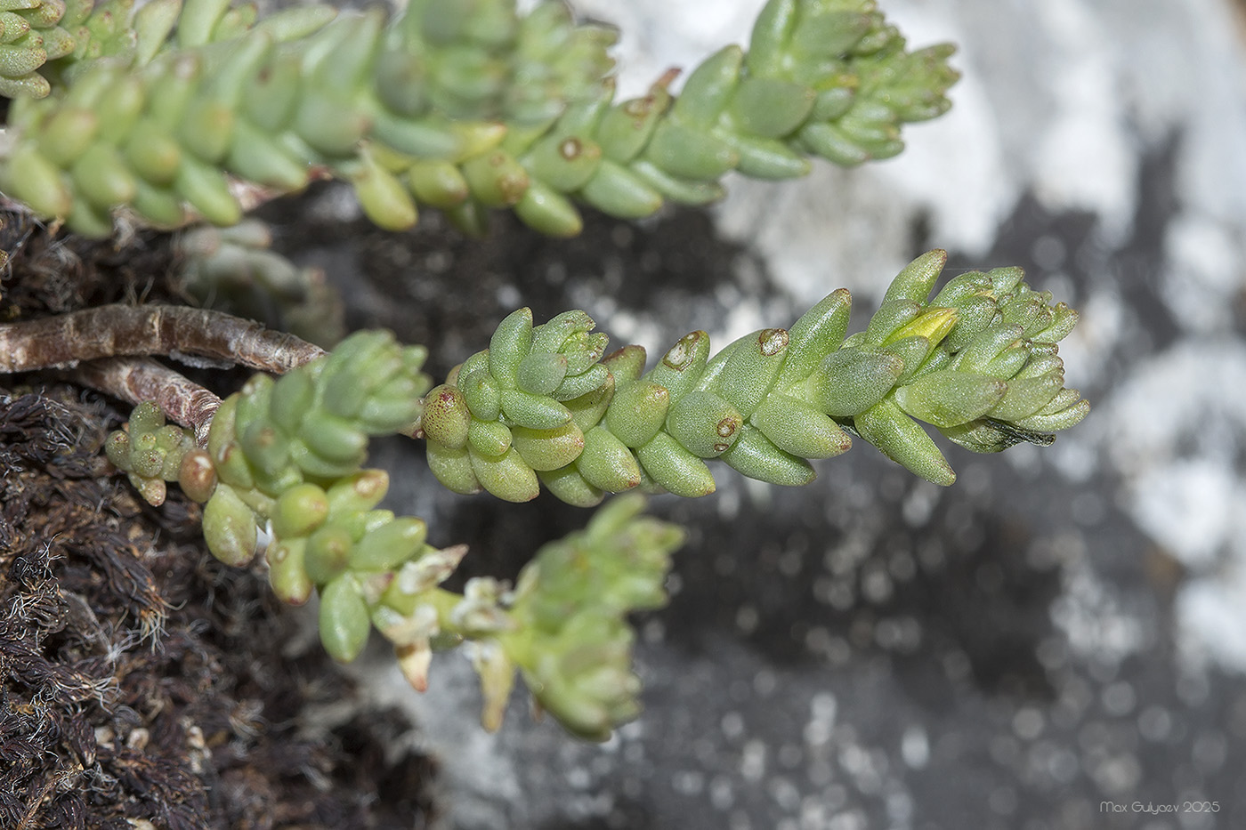 Image of Sedum acre specimen.