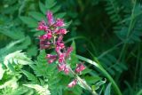 Echium russicum