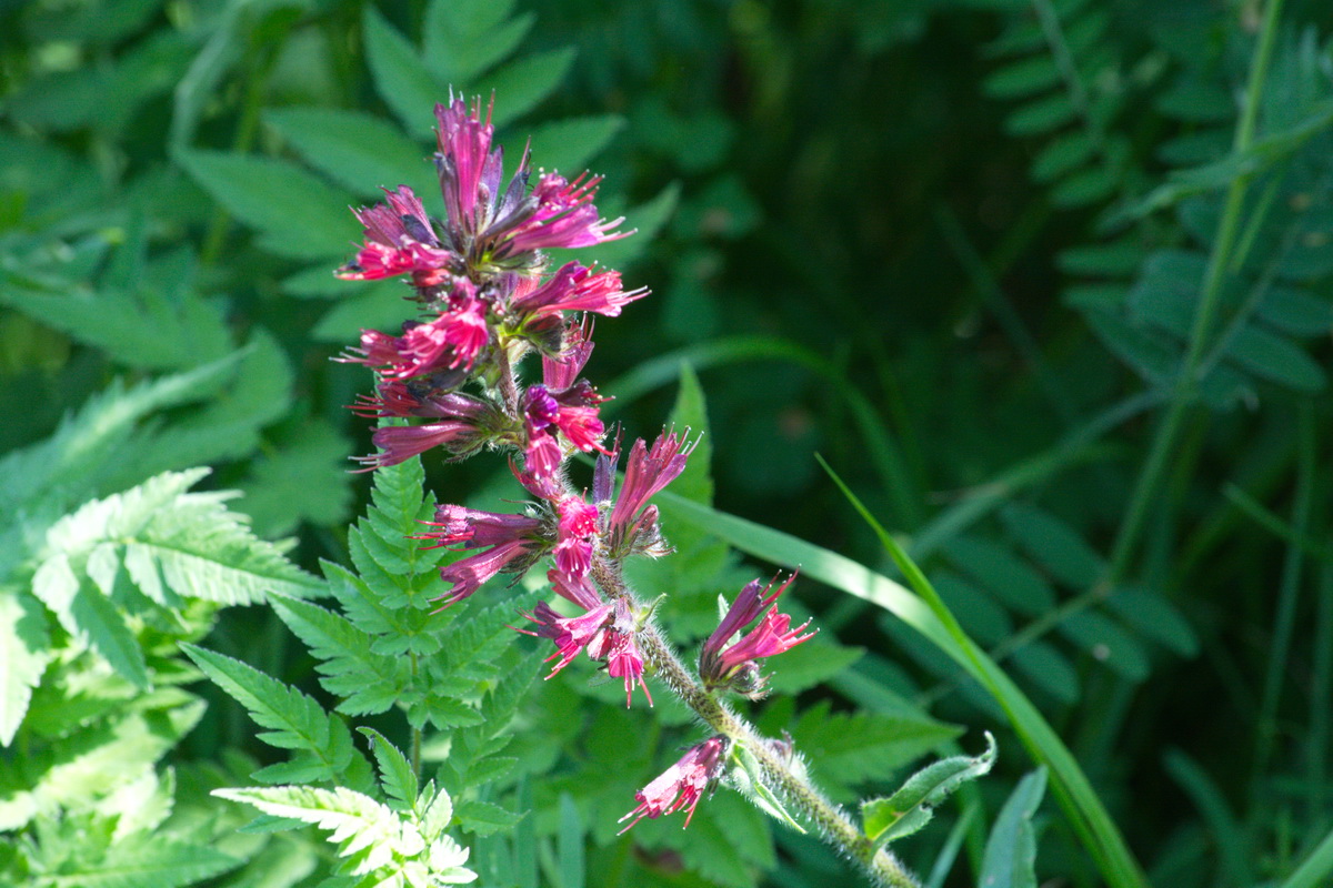 Image of Echium russicum specimen.