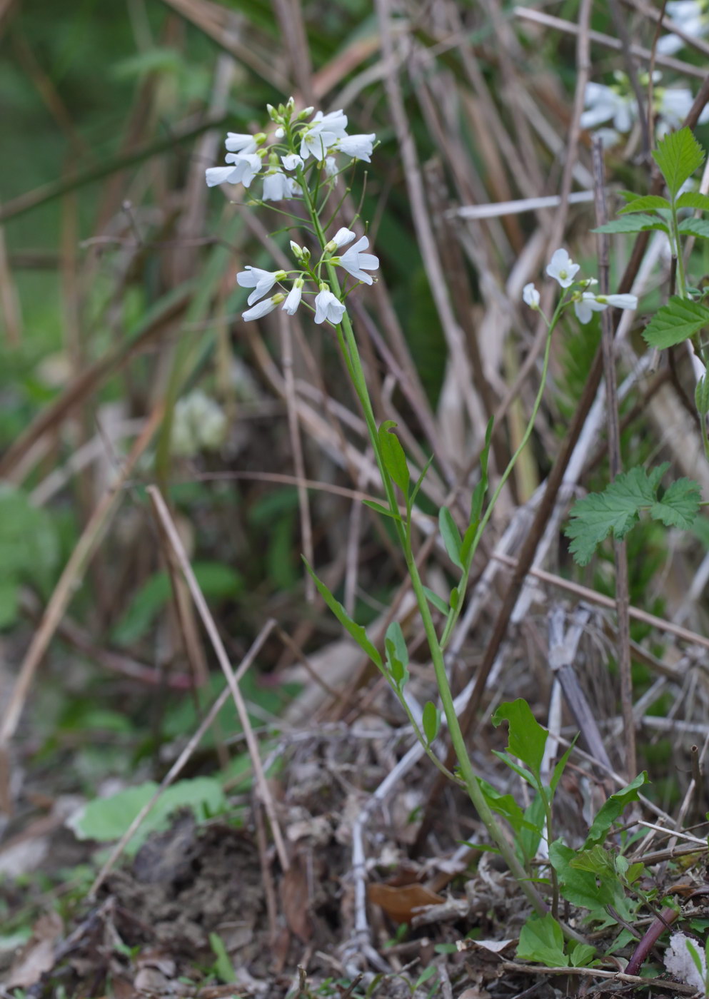Image of Cardamine tenera specimen.