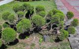 род Juniperus. Взрослое растение. Калининградская обл., г. Калининград, в культуре. 29.06.2025.