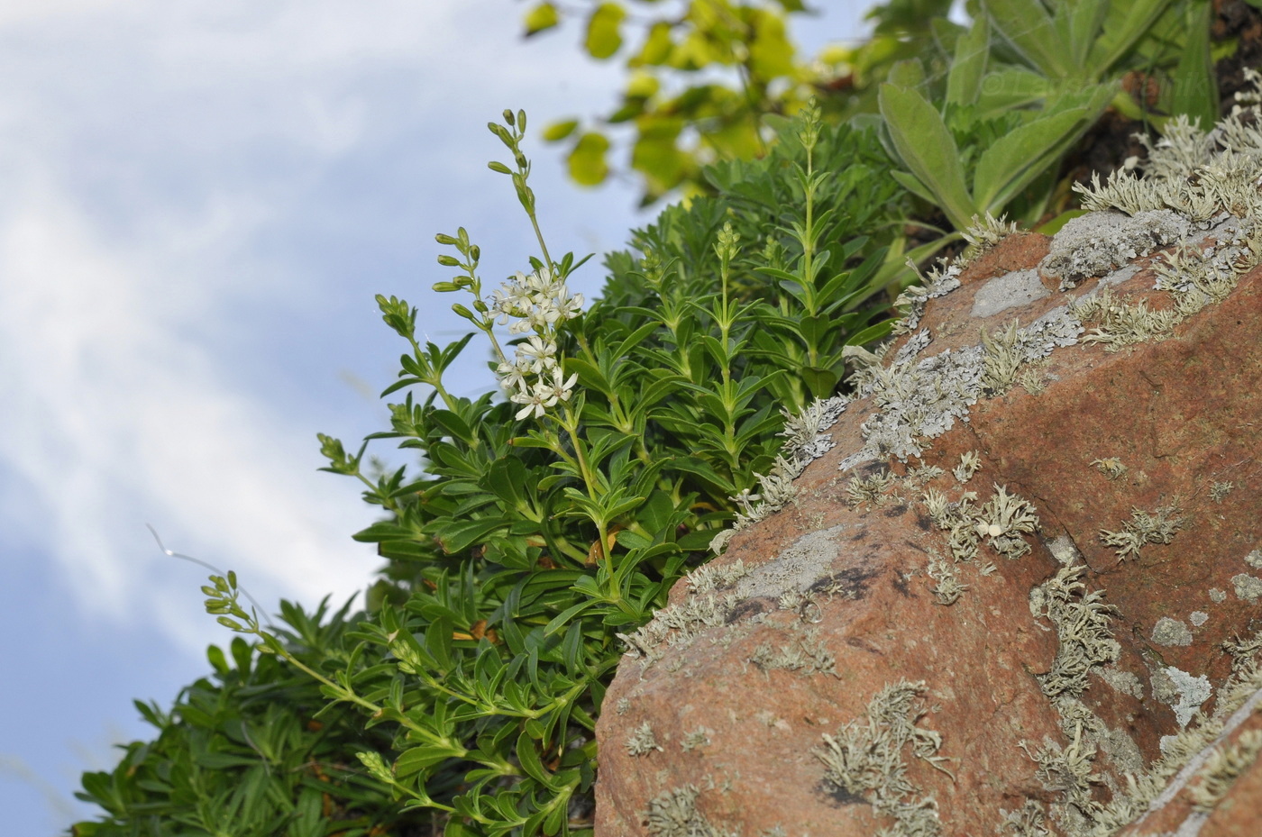 Изображение особи Silene foliosa.