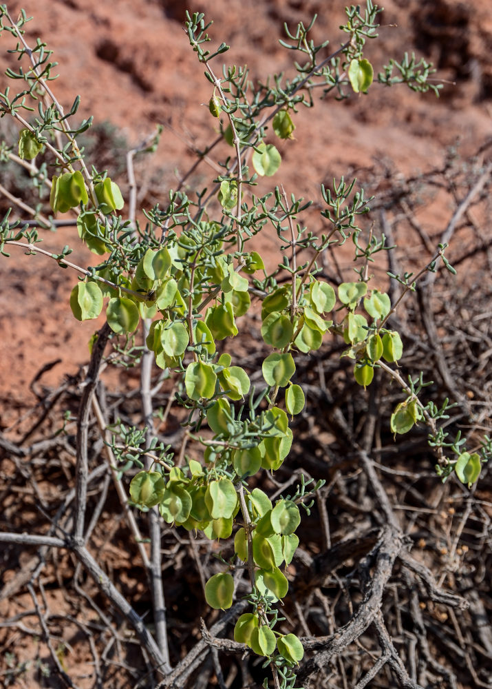 Image of Zygophyllum xanthoxylum specimen.