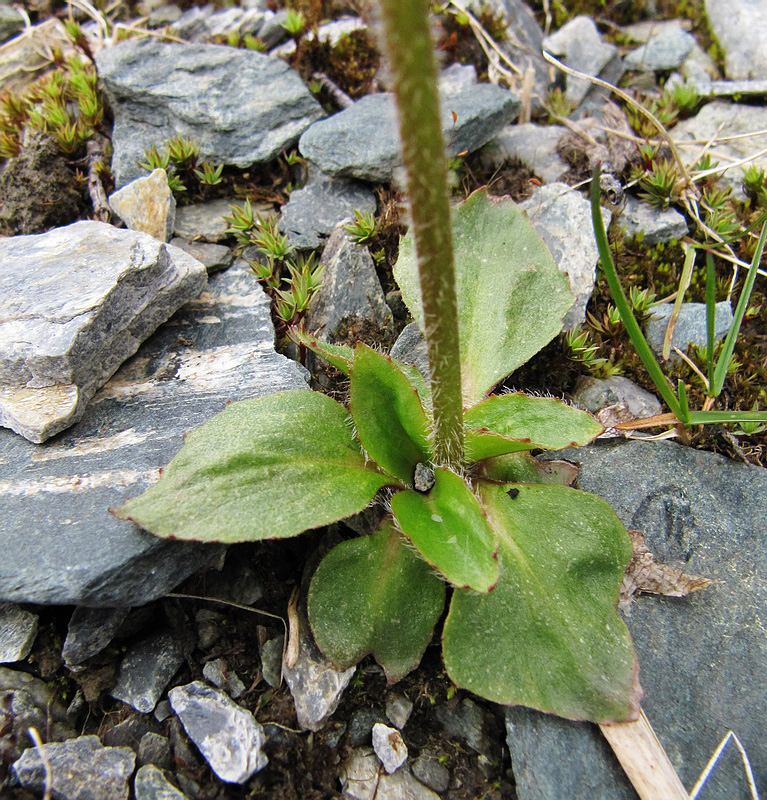 Изображение особи Micranthes hieraciifolia.