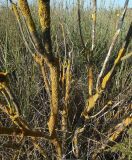 Xanthoria parietina