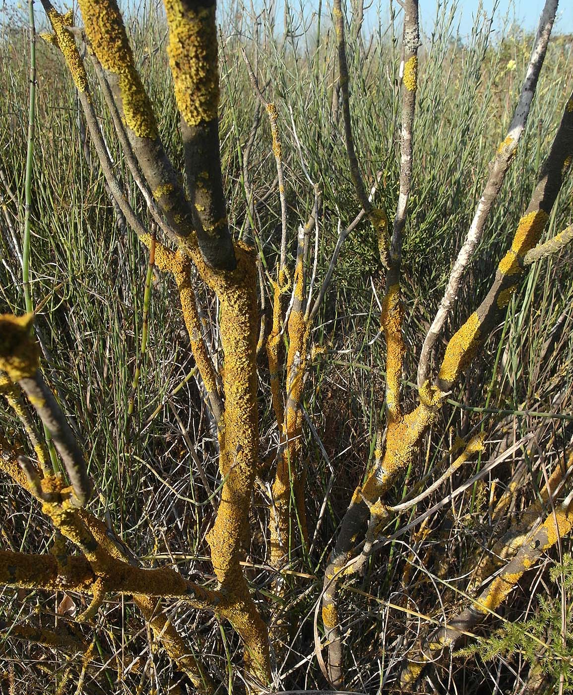 Изображение особи Xanthoria parietina.
