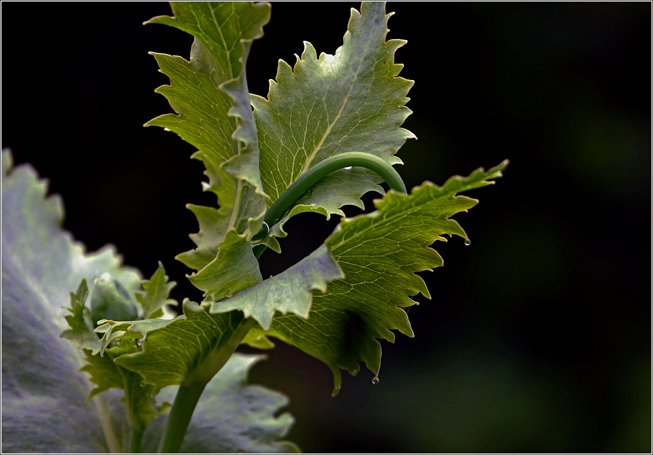 Image of Papaver somniferum specimen.