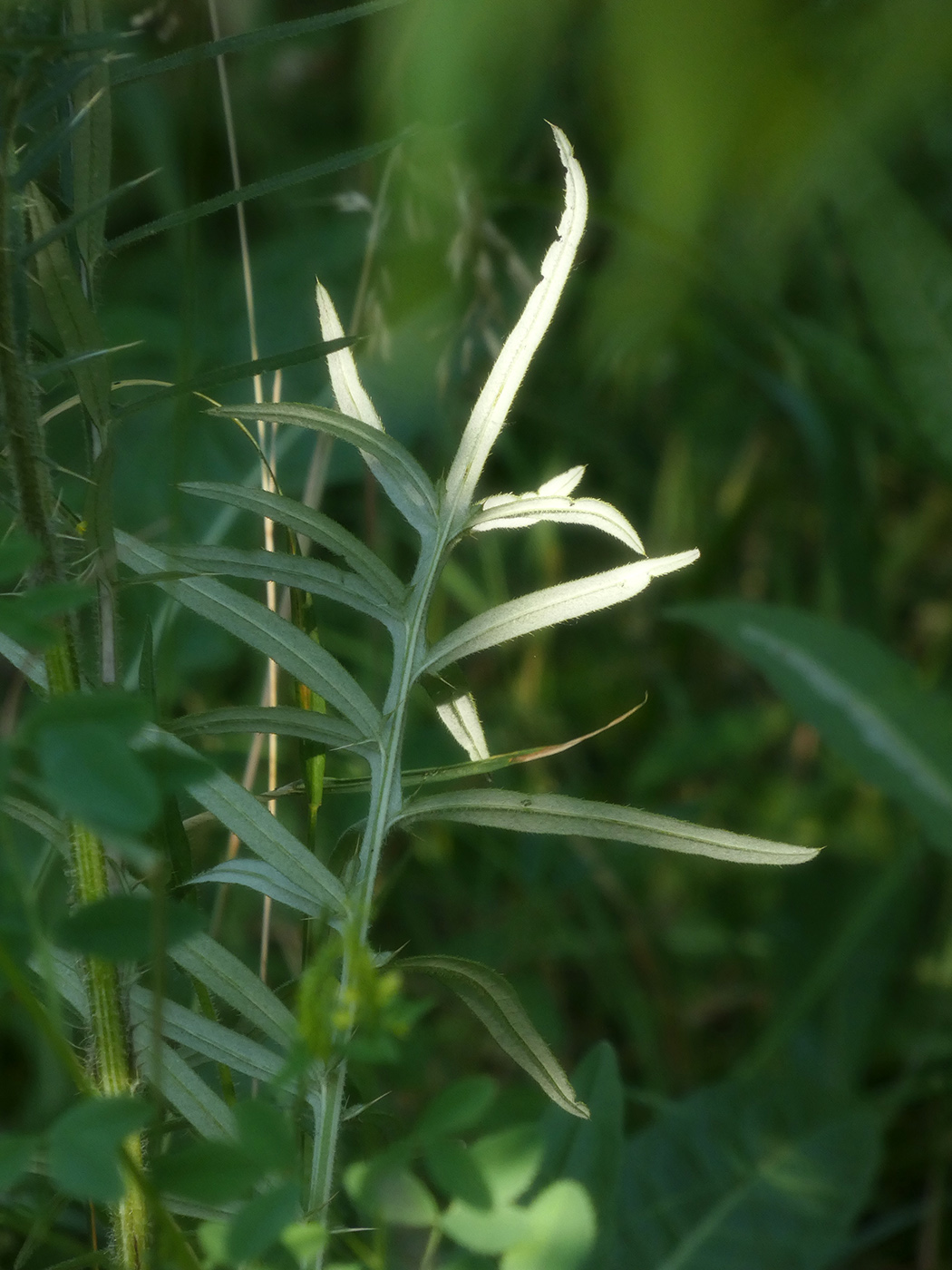 Изображение особи Cirsium serrulatum.