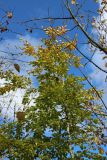 Fagus sylvatica. Верхняя часть кроны с листьями, принимающими осеннюю окраску. Санкт-Петербург, Дудергофские высоты, широколиственный лес. 18.10.2025.