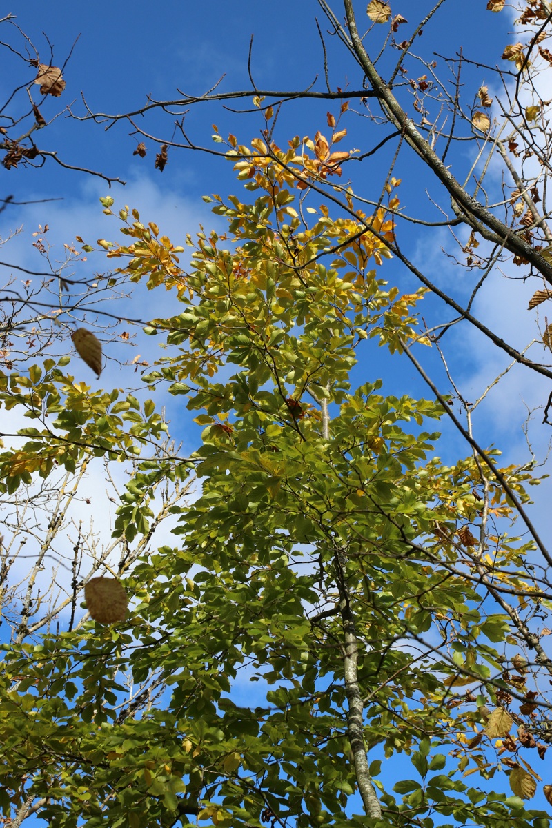 Изображение особи Fagus sylvatica.