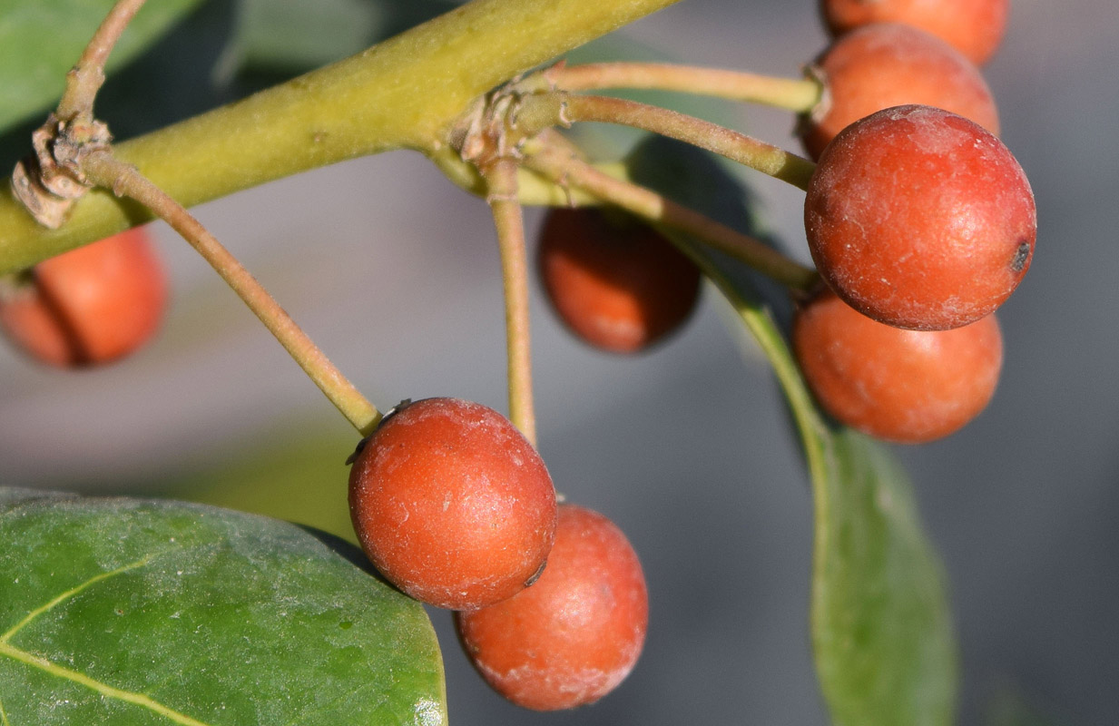 Image of genus Ilex specimen.