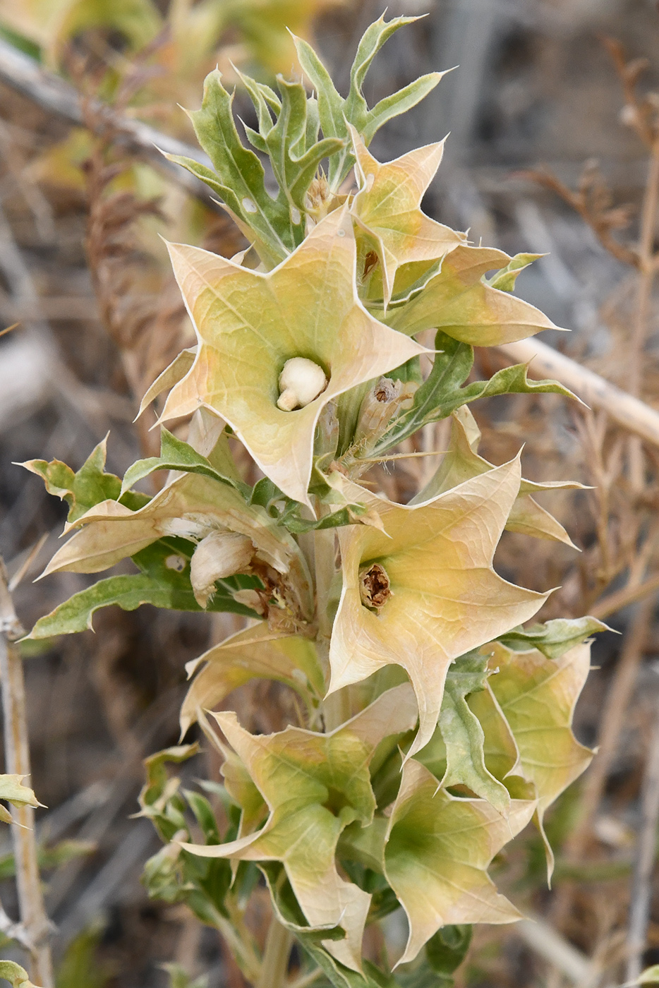 Image of Lagochilus platycalyx specimen.