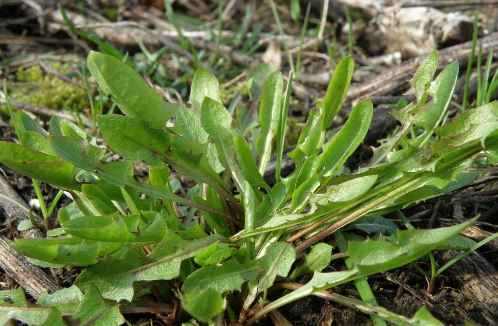 Image of Taraxacum dahlstedtii specimen.