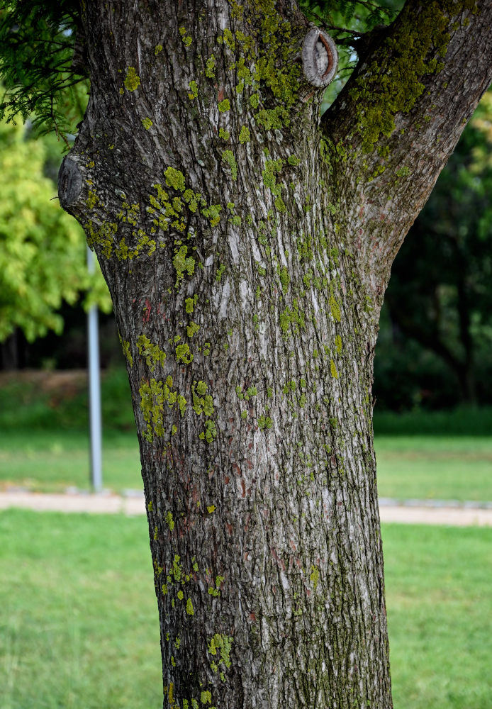 Image of Taxodium distichum specimen.