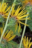 Inula helenium