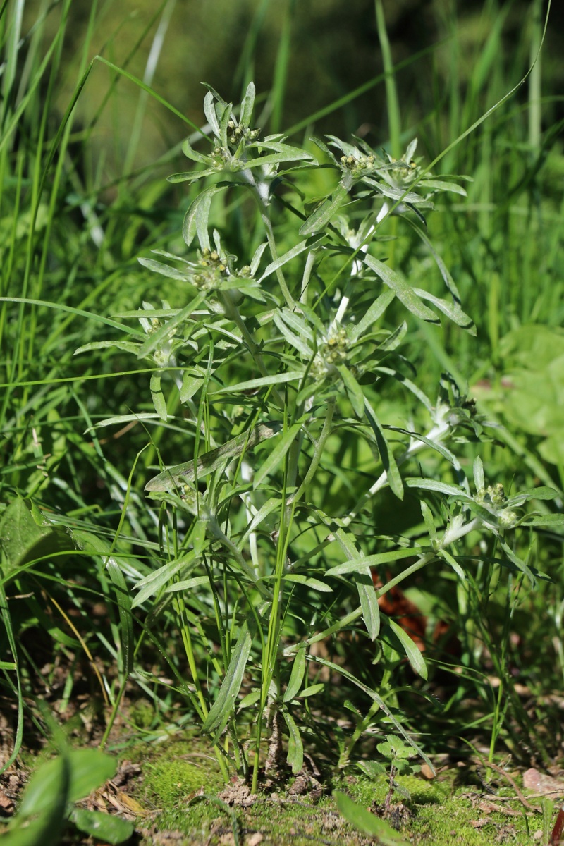 Image of Gnaphalium uliginosum specimen.