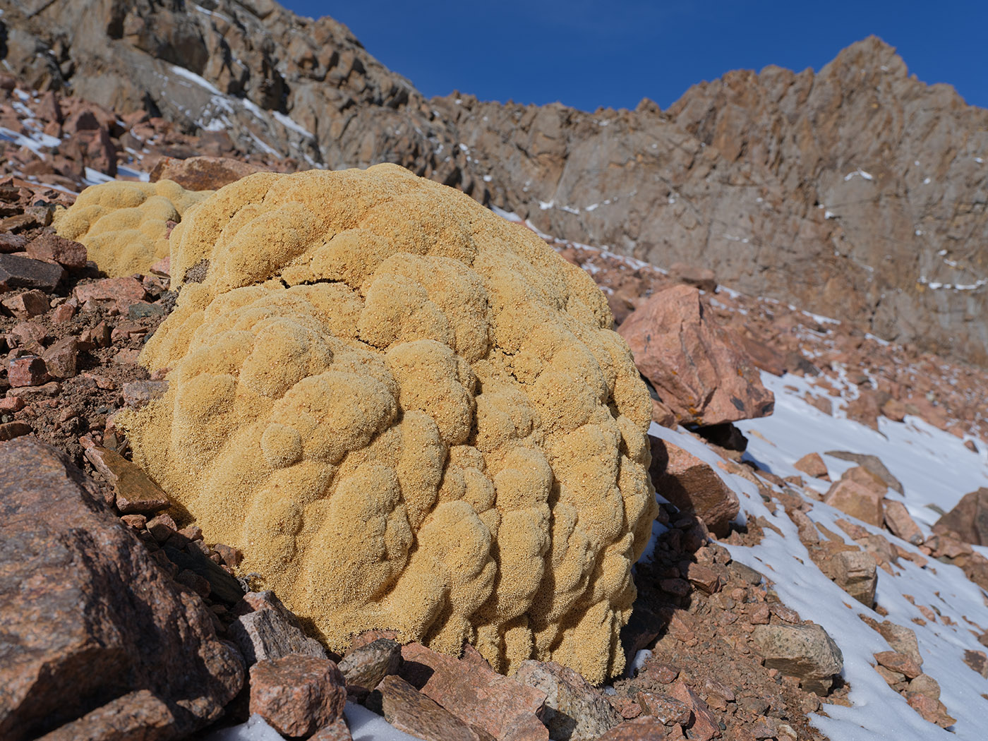 Изображение особи Thylacospermum caespitosum.
