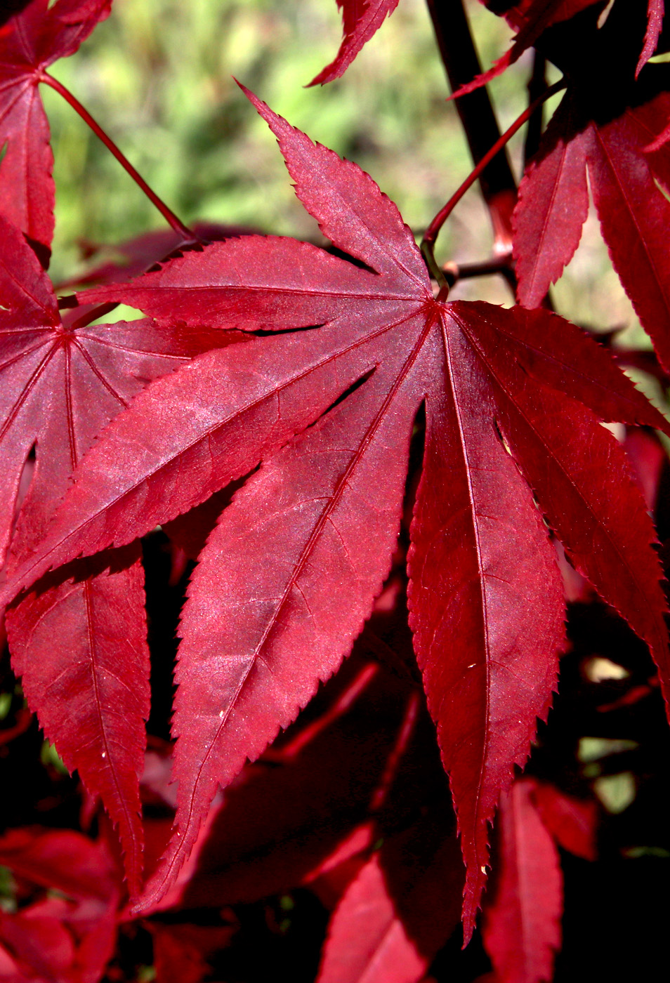Image of Acer japonicum specimen.