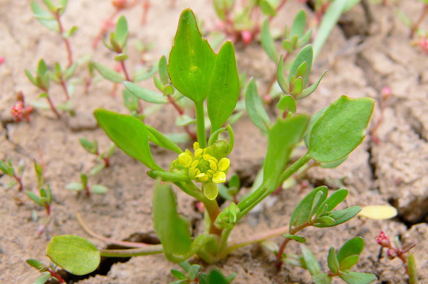 Image of Buschia lateriflora specimen.