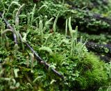 Cladonia coniocraea. Талломы на сгнившем пне среди мхов. Тульская обл., Заокский р-н, Бутиково, лиственный лес. 26.10.2025.