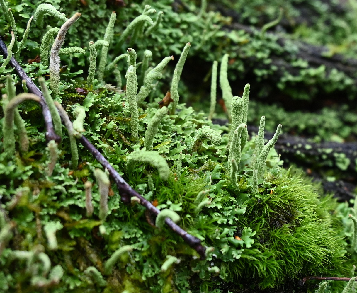 Image of Cladonia coniocraea specimen.