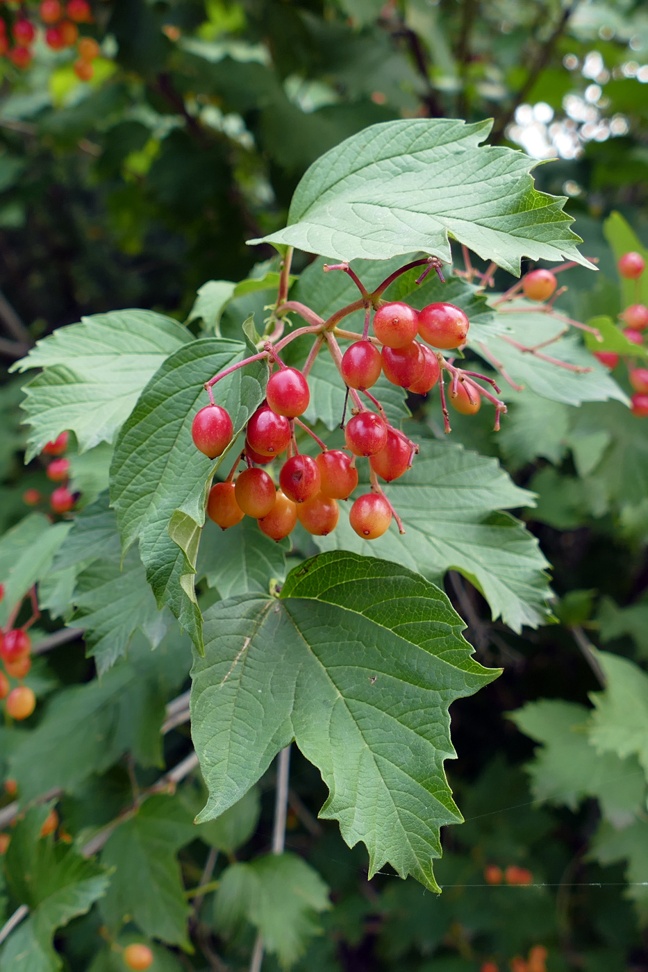 Изображение особи Viburnum opulus.