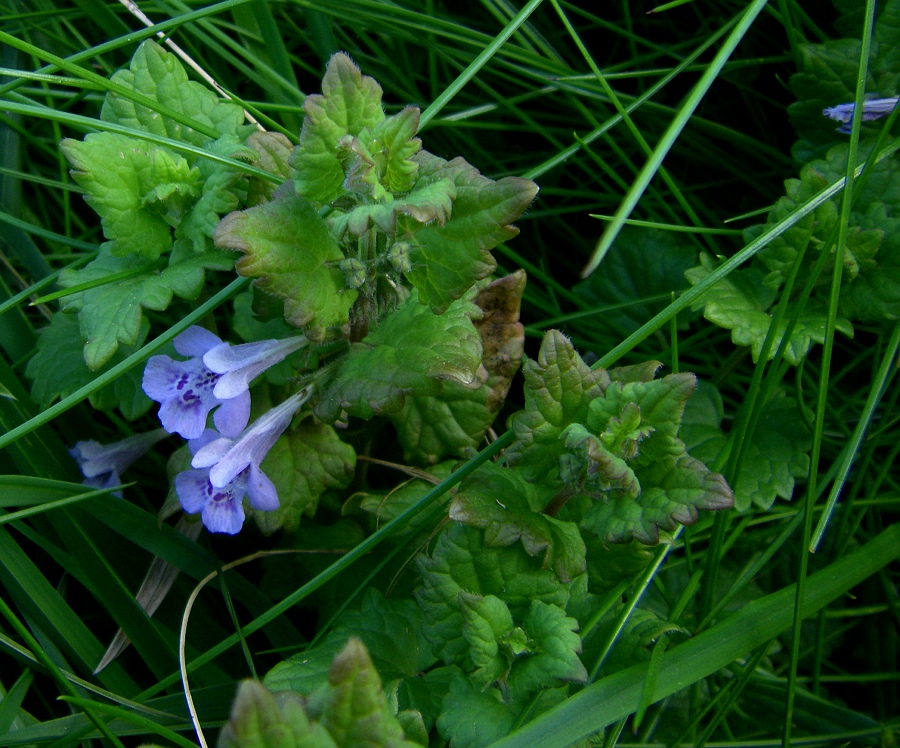 Изображение особи Glechoma hederacea.