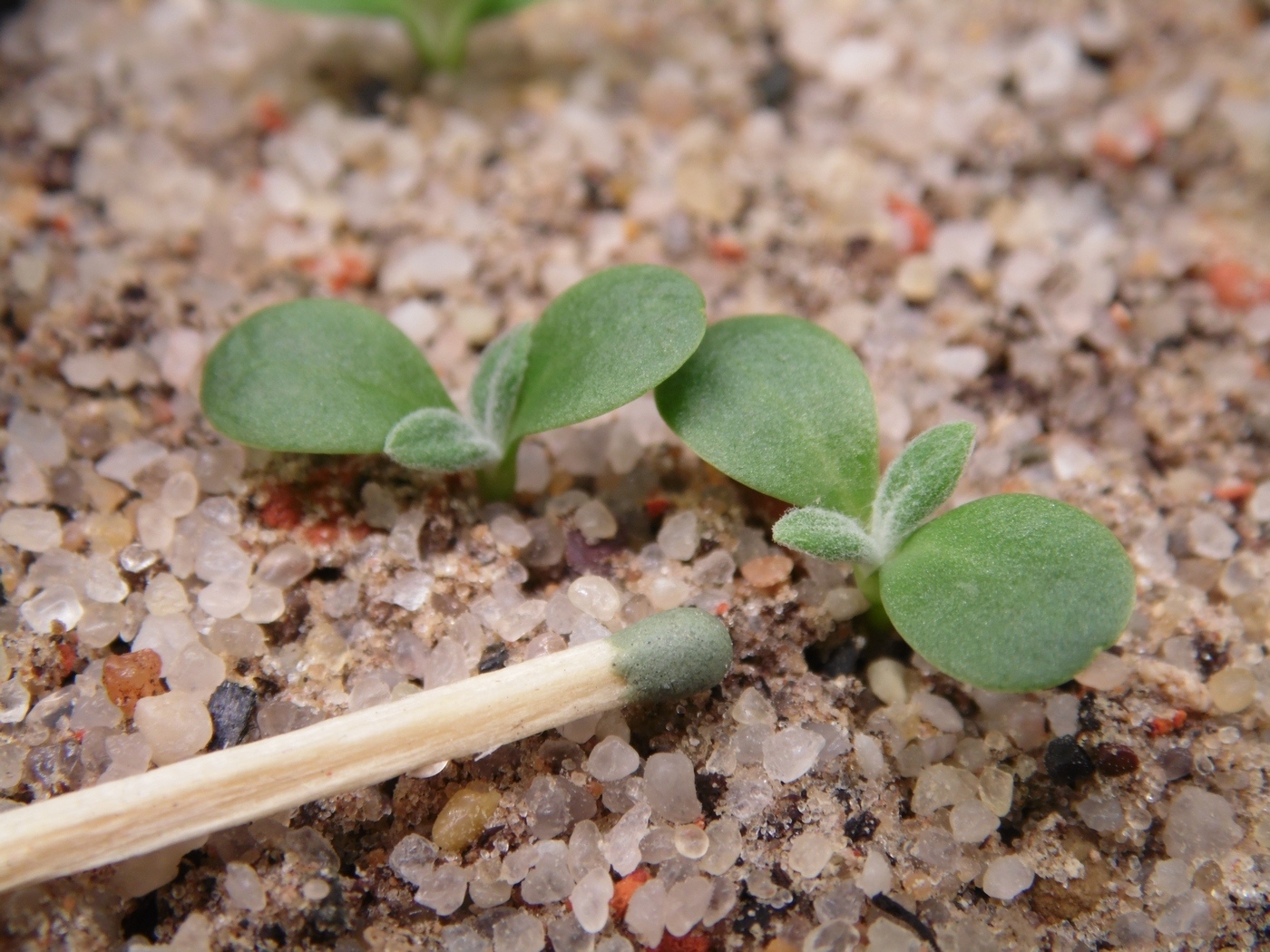 Изображение особи Jurinea alata.