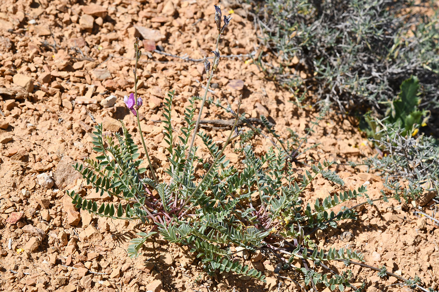 Image of Oxytropis capusii specimen.