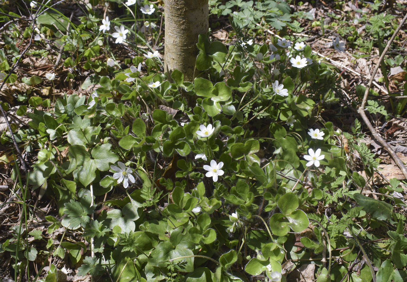 Image of Hepatica nobilis specimen.