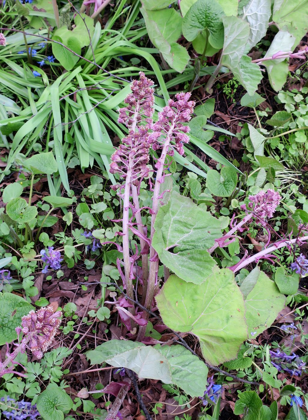 Изображение особи Petasites hybridus.