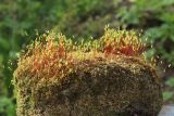 Bryum caespiticium. Заросли растений со спорогонами на старом кирпиче. Ленинградская обл., Ломоносовский р-н, дер. Дубки, дачный участок, у крыльца. 09.05.2026.